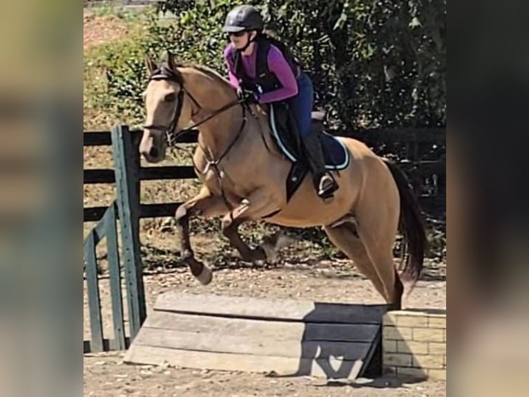 American Quarter Horse Wallach 6 Jahre 160 cm Buckskin in Jeffersonton