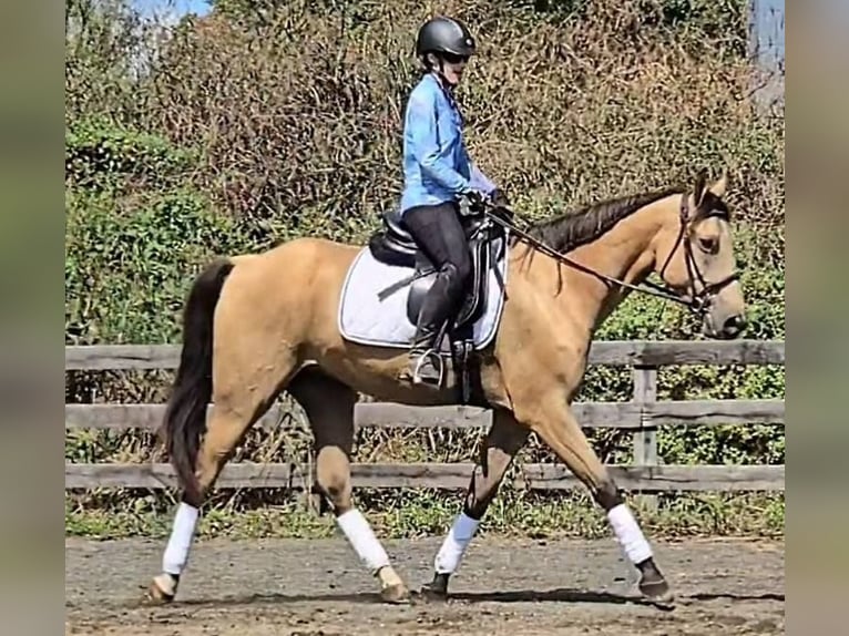 American Quarter Horse Wallach 6 Jahre 160 cm Buckskin in Jeffersonton