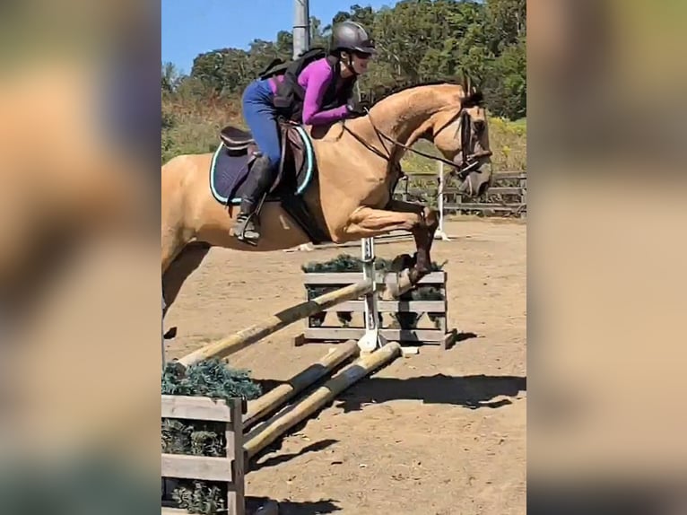 American Quarter Horse Wallach 6 Jahre 160 cm Buckskin in Jeffersonton