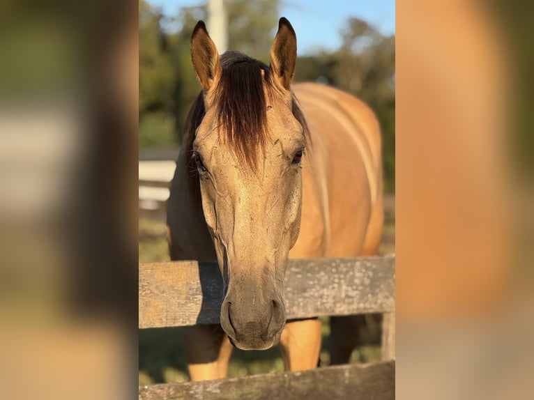 American Quarter Horse Wallach 6 Jahre 160 cm Buckskin in Jeffersonton