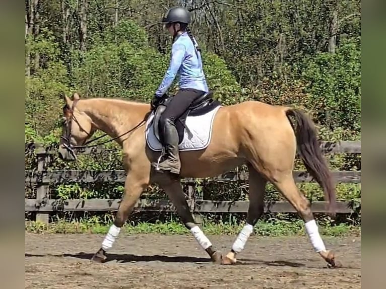 American Quarter Horse Wallach 6 Jahre 160 cm Buckskin in Jeffersonton