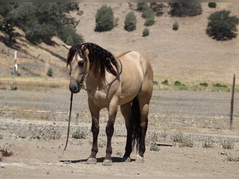 American Quarter Horse Wallach 6 Jahre 160 cm Buckskin in Paicines CA