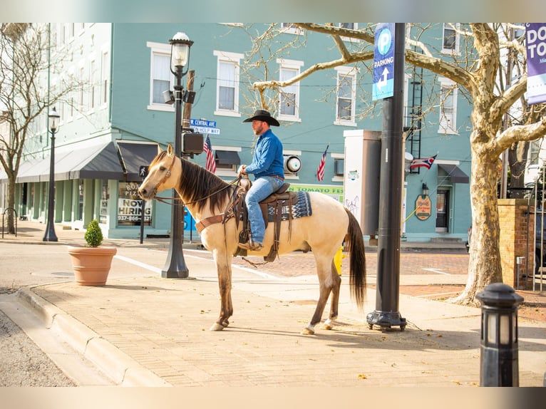 American Quarter Horse Wallach 6 Jahre 160 cm Falbe in Middletown OH