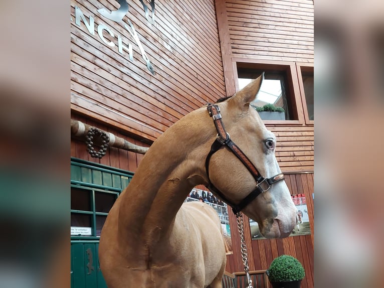 American Quarter Horse Wallach 6 Jahre 160 cm Falbe in Givrins
