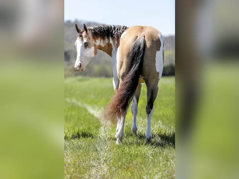 American Quarter Horse Wallach 6 Jahre 160 cm Overo-alle-Farben in MT Hope AL