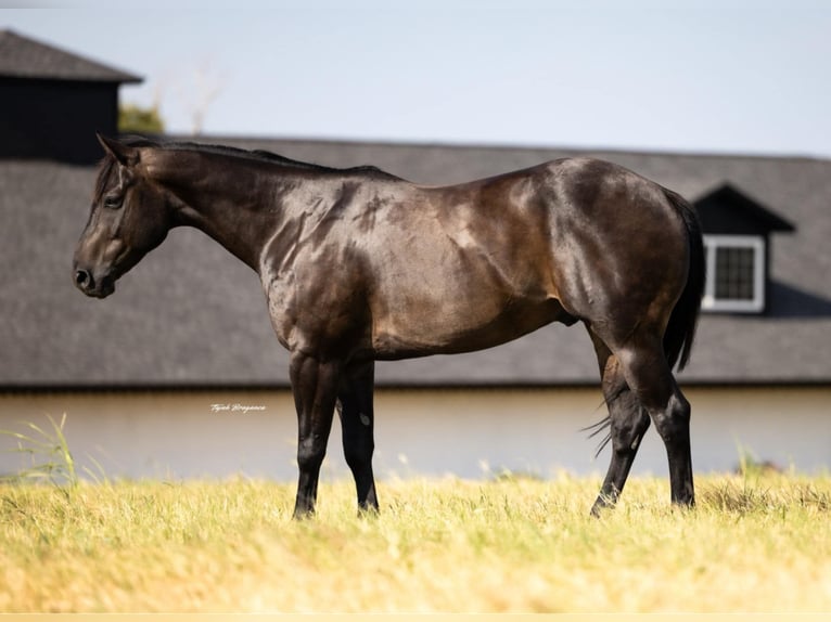 American Quarter Horse Wallach 6 Jahre 160 cm Rappe in Crescent, OK