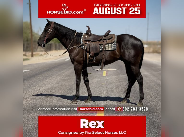 American Quarter Horse Wallach 6 Jahre 160 cm Rappe in Tonopah