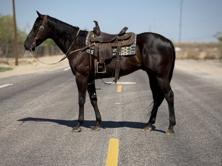 American Quarter Horse Wallach 6 Jahre 160 cm Rappe in Tonopah