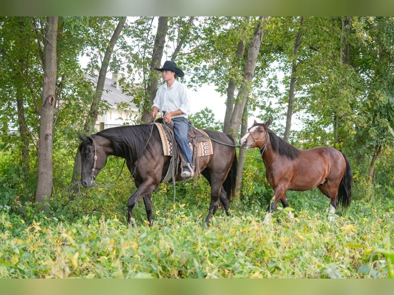 American Quarter Horse Wallach 6 Jahre 160 cm Rappe in Independence