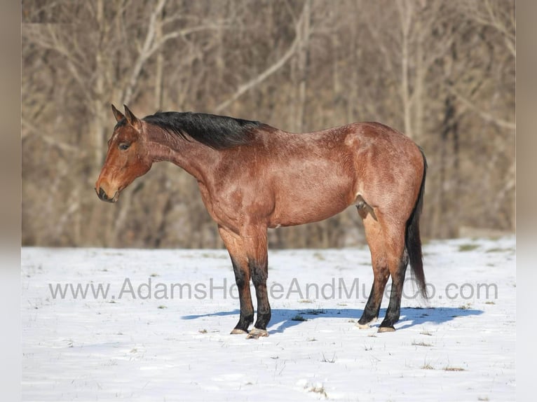 American Quarter Horse Wallach 6 Jahre 160 cm Roan-Bay in Mount Vernon
