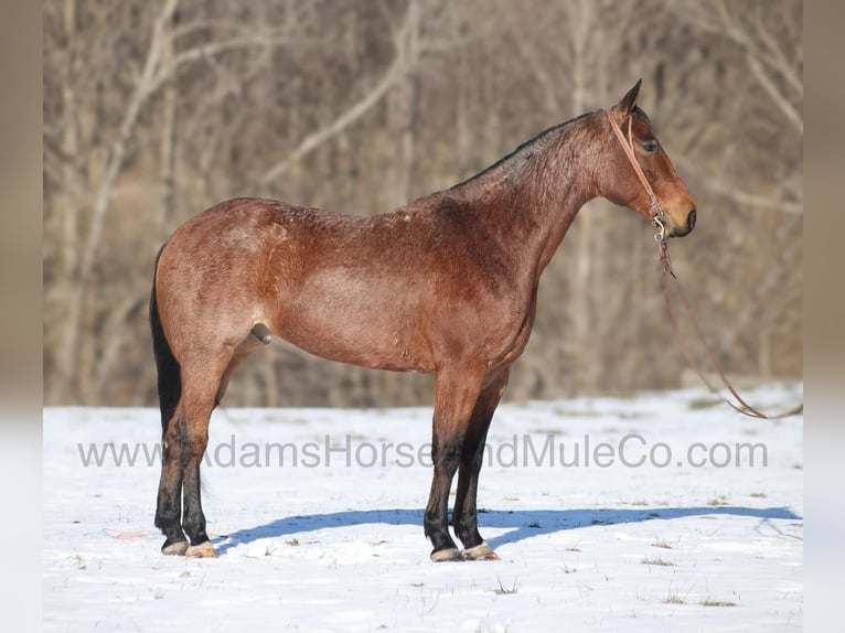 American Quarter Horse Wallach 6 Jahre 160 cm Roan-Bay in Mount Vernon