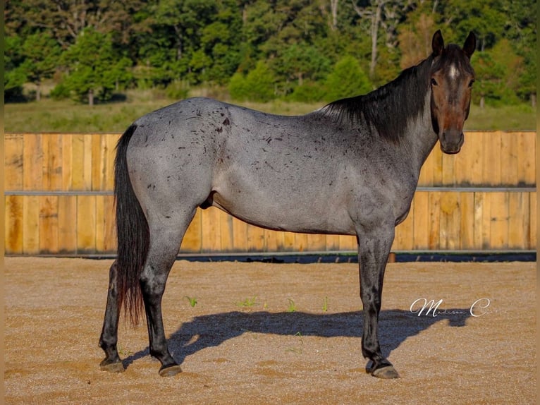 American Quarter Horse Wallach 6 Jahre 160 cm Roan-Blue in Summersville