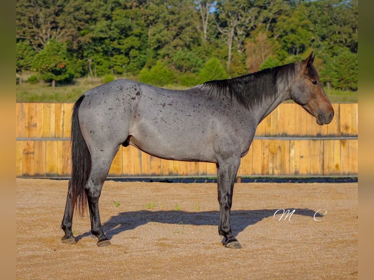 American Quarter Horse Wallach 6 Jahre 160 cm Roan-Blue in Summersville