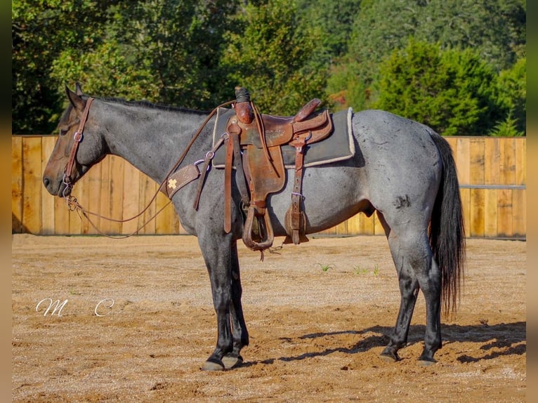 American Quarter Horse Wallach 6 Jahre 160 cm Roan-Blue in Summersville