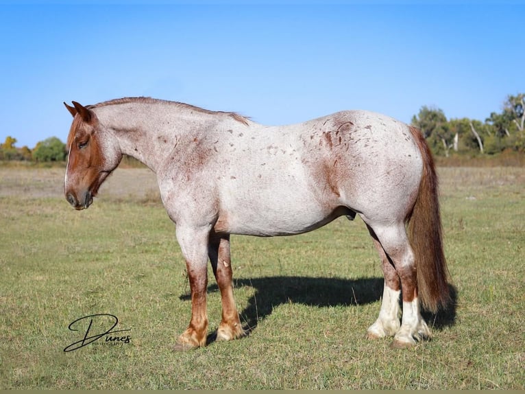 American Quarter Horse Mix Wallach 6 Jahre 160 cm Roan-Red in Thedford, NE