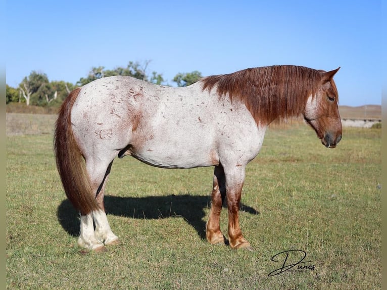American Quarter Horse Mix Wallach 6 Jahre 160 cm Roan-Red in Thedford, NE