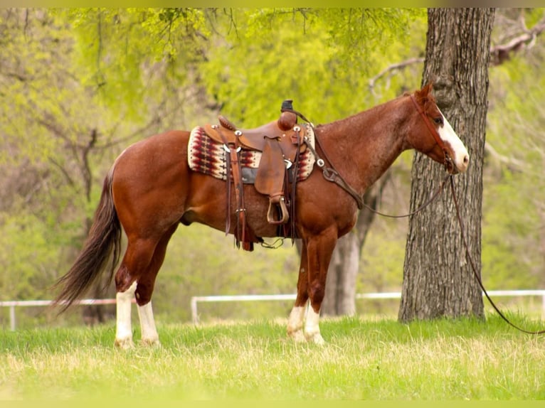 American Quarter Horse Wallach 6 Jahre 160 cm Roan-Red in Huckabay, TX