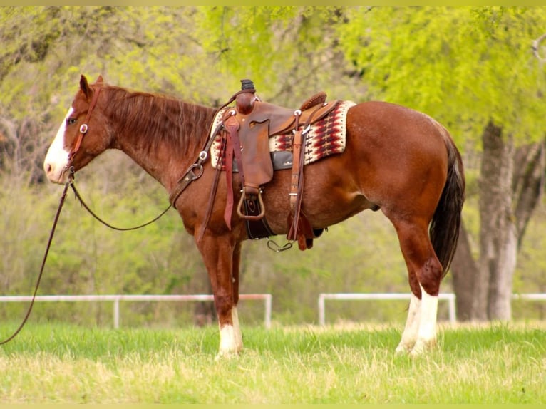 American Quarter Horse Wallach 6 Jahre 160 cm Roan-Red in Huckabay, TX