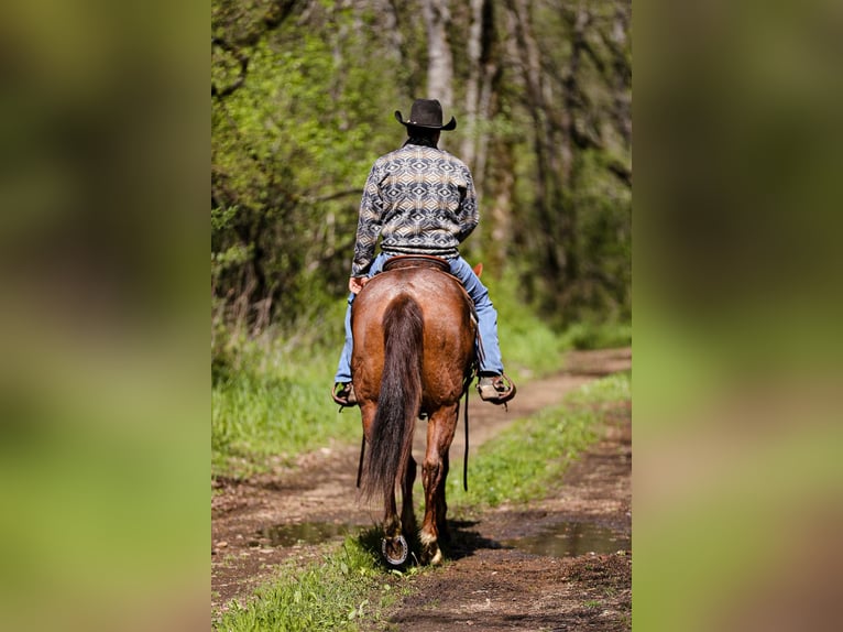 American Quarter Horse Wallach 6 Jahre 160 cm Roan-Red in Santa Fe. TN