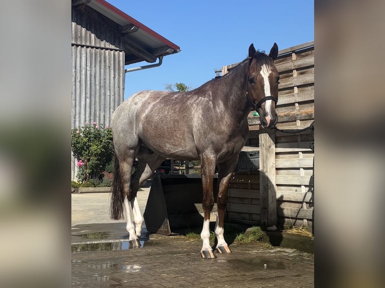 American Quarter Horse Wallach 6 Jahre 160 cm Roan-Red in Memminge