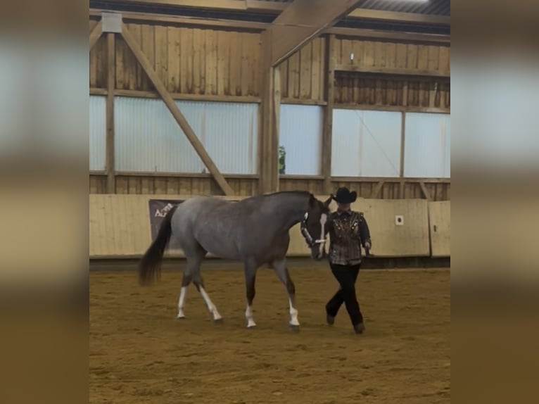American Quarter Horse Wallach 6 Jahre 160 cm Roan-Red in Memminge