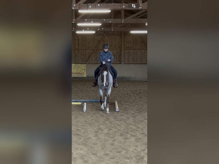American Quarter Horse Wallach 6 Jahre 160 cm Roan-Red in Memminge
