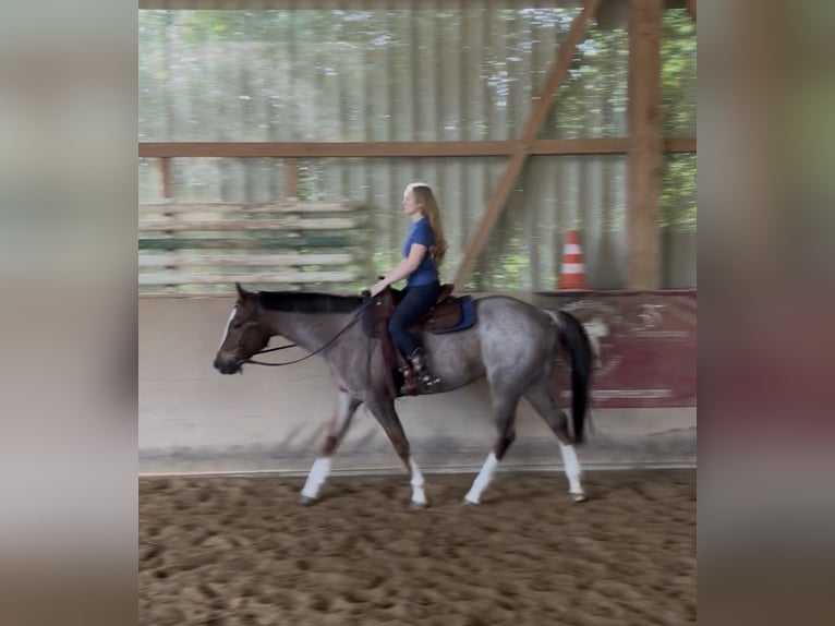 American Quarter Horse Wallach 6 Jahre 160 cm Roan-Red in Memminge