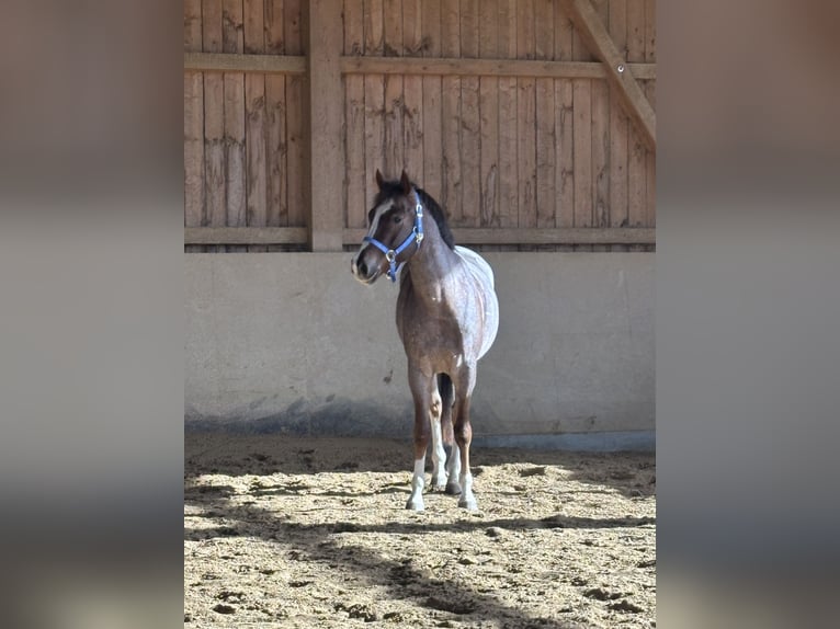 American Quarter Horse Wallach 6 Jahre 160 cm Roan-Red in Memminge