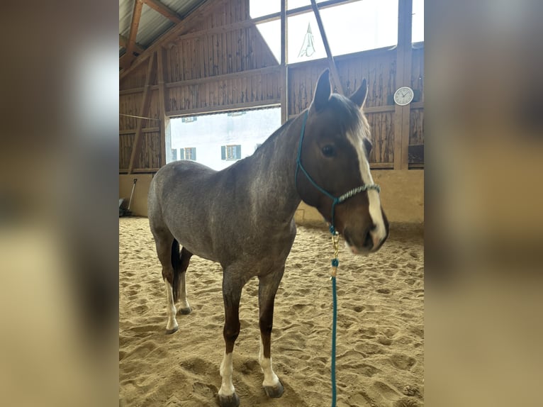 American Quarter Horse Wallach 6 Jahre 160 cm Roan-Red in Memminge