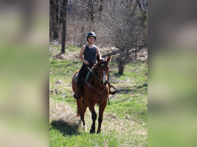 American Quarter Horse Wallach 6 Jahre 160 cm Rotbrauner in Highland MI