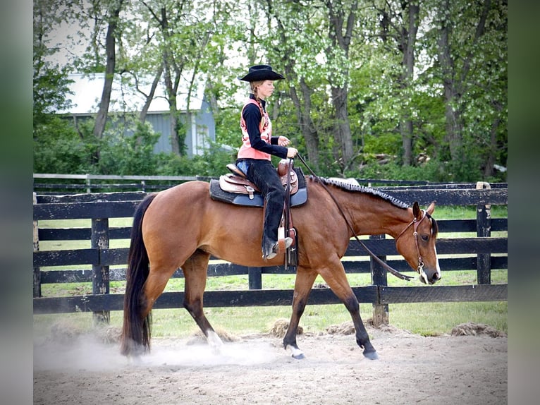 American Quarter Horse Wallach 6 Jahre 160 cm Rotbrauner in Highland MI