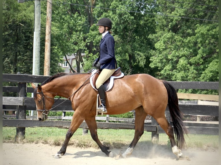 American Quarter Horse Wallach 6 Jahre 160 cm Rotbrauner in Highland MI