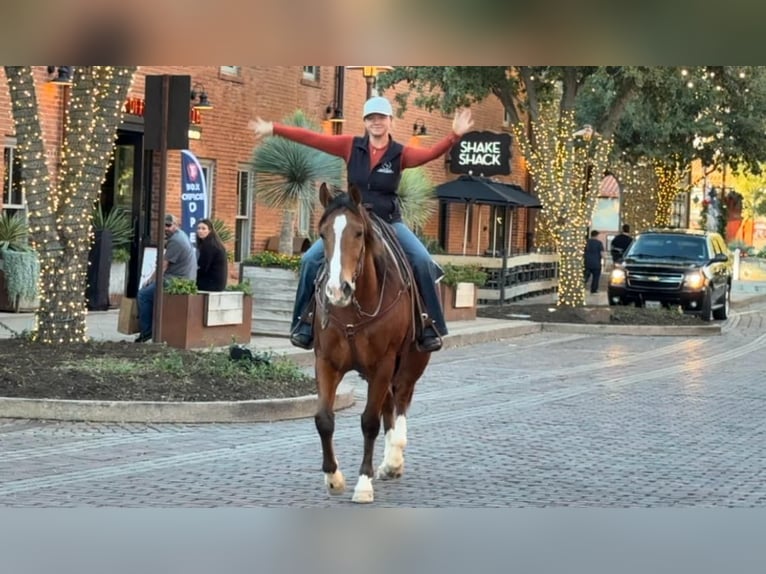 American Quarter Horse Wallach 6 Jahre 160 cm Rotbrauner in Weatherford TX