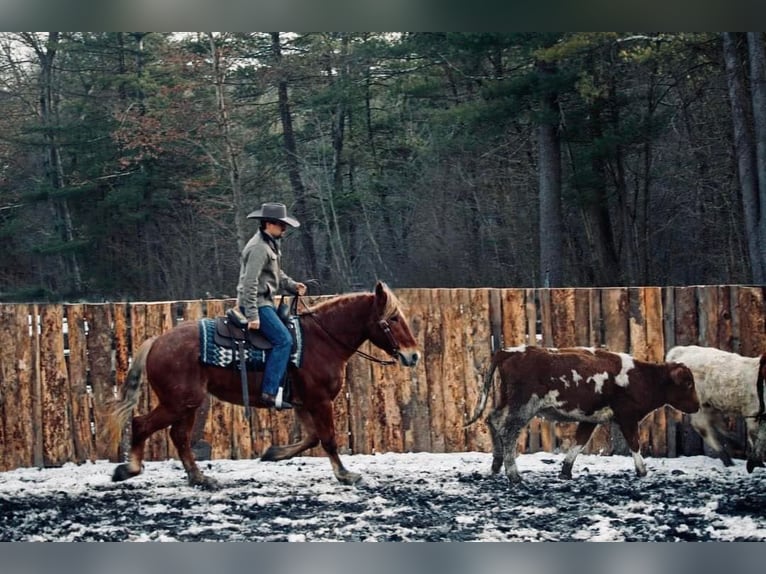 American Quarter Horse Wallach 6 Jahre 160 cm Rotfuchs in Everette PA