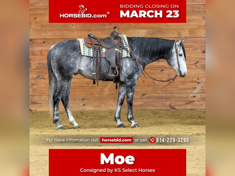 American Quarter Horse Wallach 6 Jahre 160 cm Schimmel in Clarion