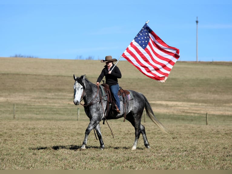 American Quarter Horse Wallach 6 Jahre 160 cm Schimmel in Clarion