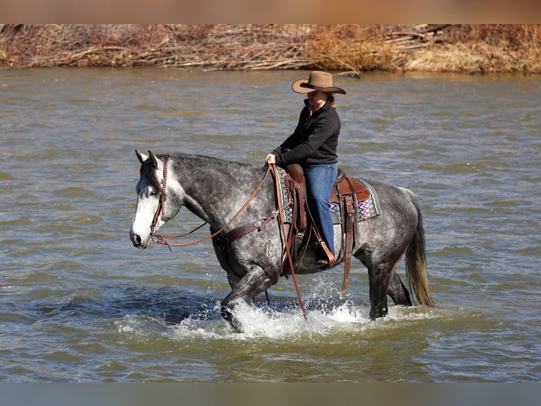 American Quarter Horse Wallach 6 Jahre 160 cm Schimmel in Clarion