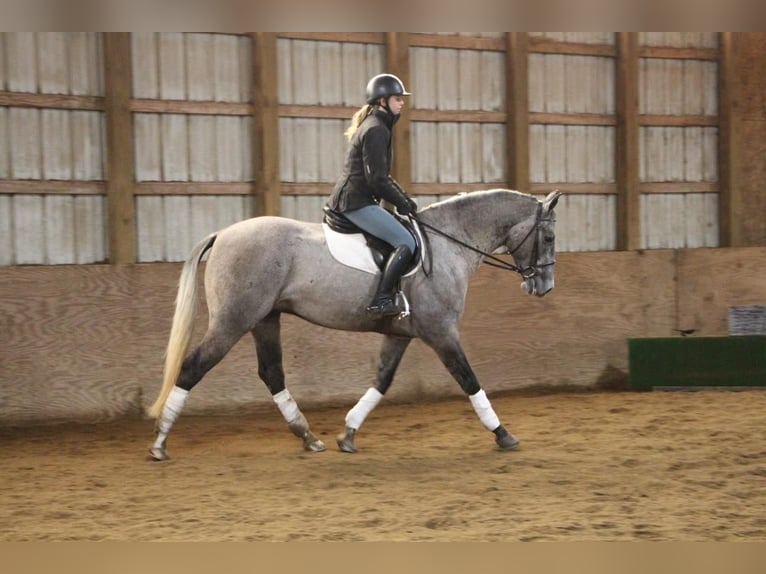 American Quarter Horse Wallach 6 Jahre 160 cm Schimmel in Highland MI