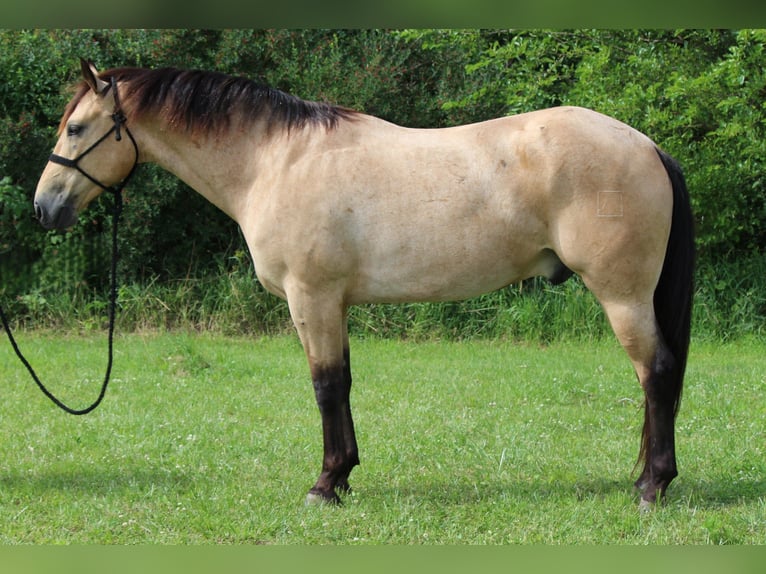 American Quarter Horse Wallach 6 Jahre 163 cm Buckskin in Dodgeville