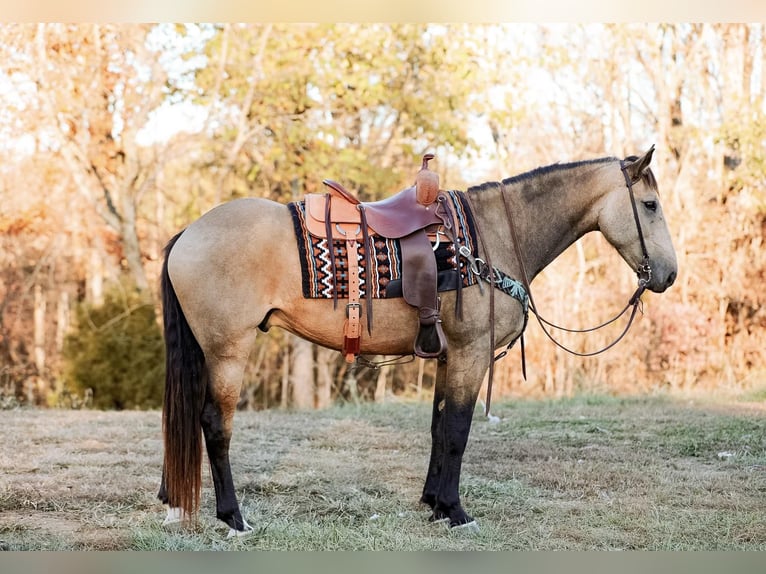 American Quarter Horse Wallach 6 Jahre 163 cm Buckskin in Santa Fe TX