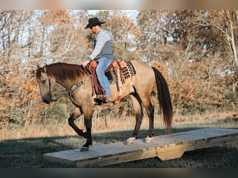 American Quarter Horse Wallach 6 Jahre 163 cm Buckskin in Santa Fe TX