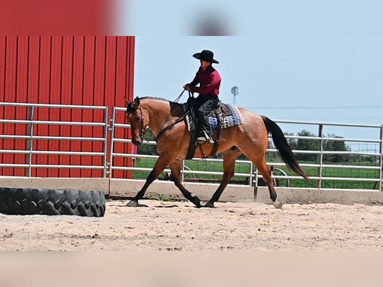 American Quarter Horse Wallach 6 Jahre 163 cm Falbe in fAIRBANKS iOWA
