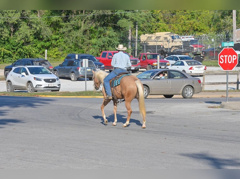 American Quarter Horse Wallach 6 Jahre 163 cm Palomino in Rockville