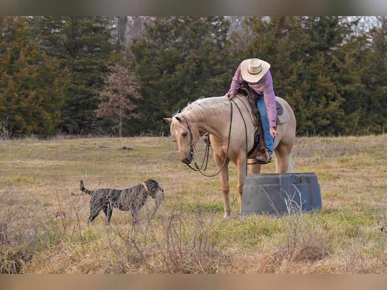 American Quarter Horse Wallach 6 Jahre 163 cm Palomino in Rockville