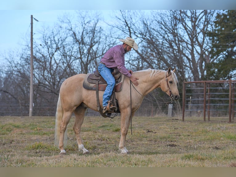 American Quarter Horse Wallach 6 Jahre 163 cm Palomino in Rockville