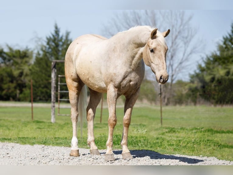 American Quarter Horse Wallach 6 Jahre 163 cm Palomino in Ravenna, TX