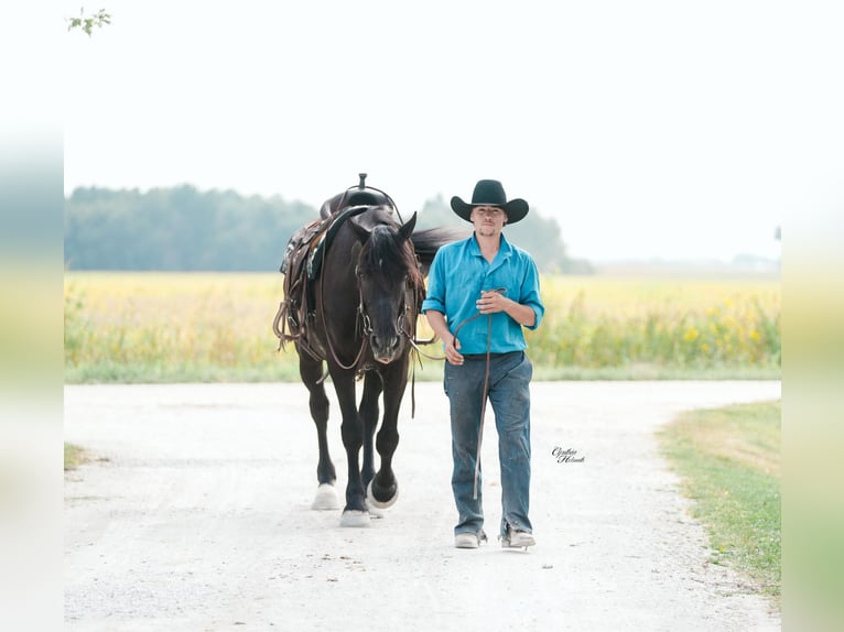 American Quarter Horse Wallach 6 Jahre 163 cm Rappe in Independence IA