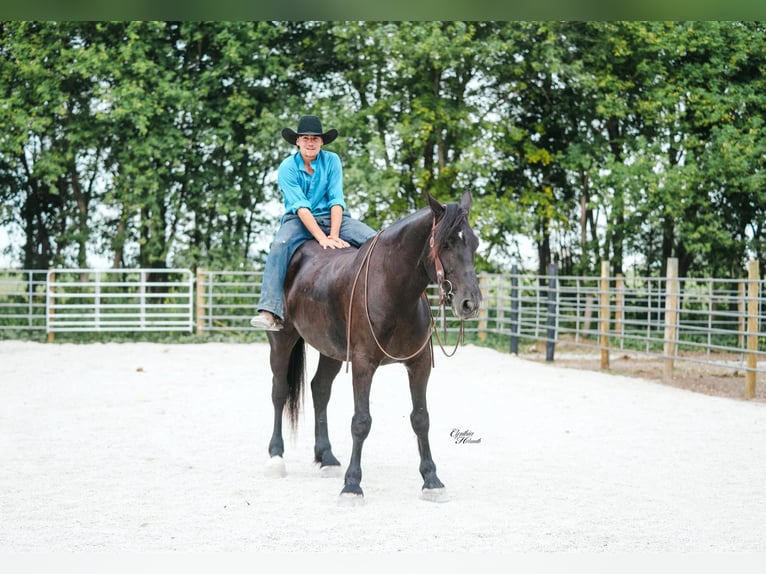 American Quarter Horse Wallach 6 Jahre 163 cm Rappe in Independence IA