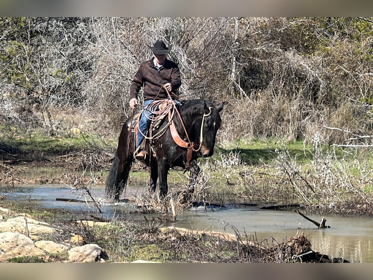 American Quarter Horse Wallach 6 Jahre 163 cm Rappe in Jacksboro TX