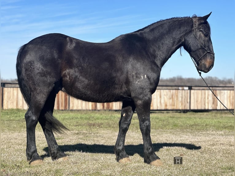 American Quarter Horse Wallach 6 Jahre 163 cm Rappe in Jacksboro TX